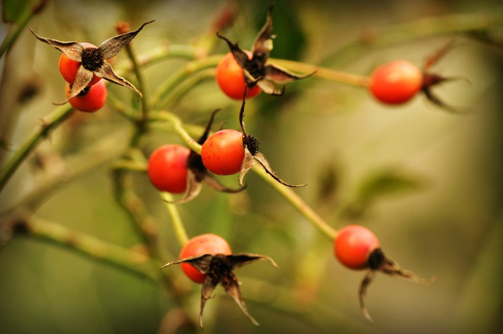 Rosehips provide skin benefits